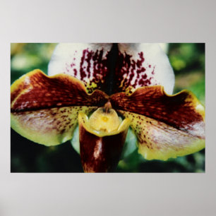 Orchid Poster