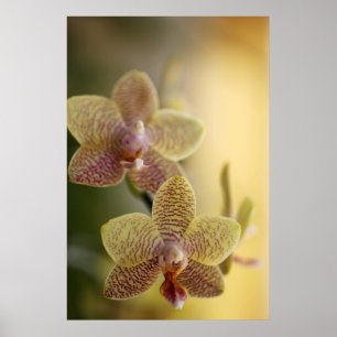 Orchid Poster