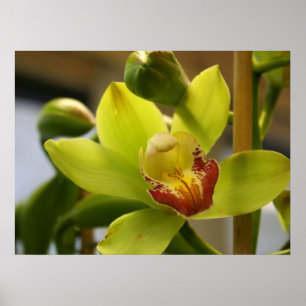 Orchid poster