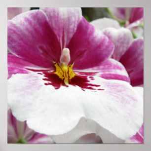 ORCHID POSTER