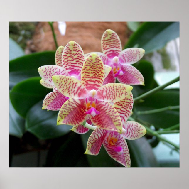 Orchid Print (Front)