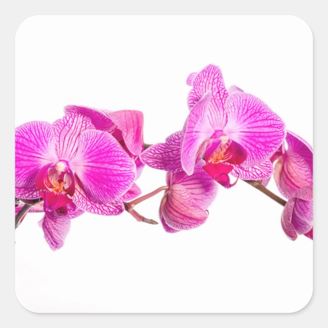 Orchid Square Sticker (Front)