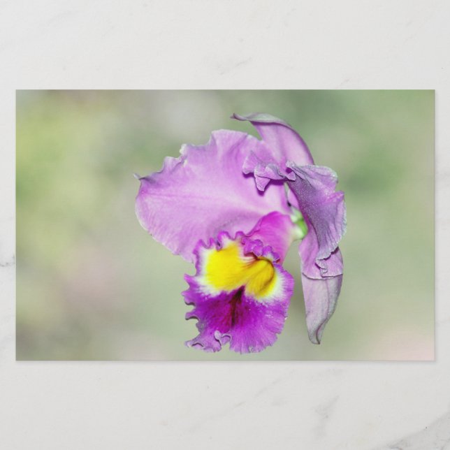 Orchid touched by God for Mum (Front)