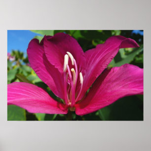 Orchid Tree Blossom Tropical Floral Poster