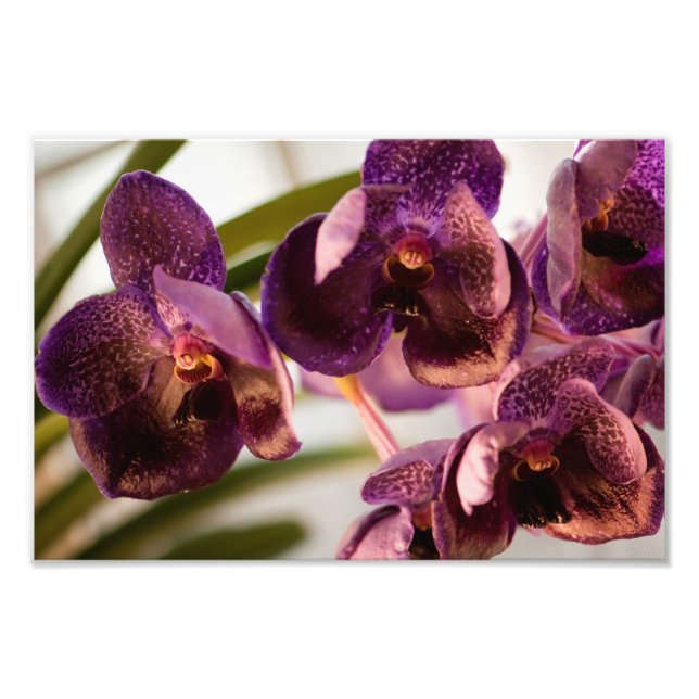 Orchid Vanda Pure's Wax Flower Group Photo Print (Front)
