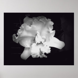 Orchid - Vivid Black and White Abstract Poster