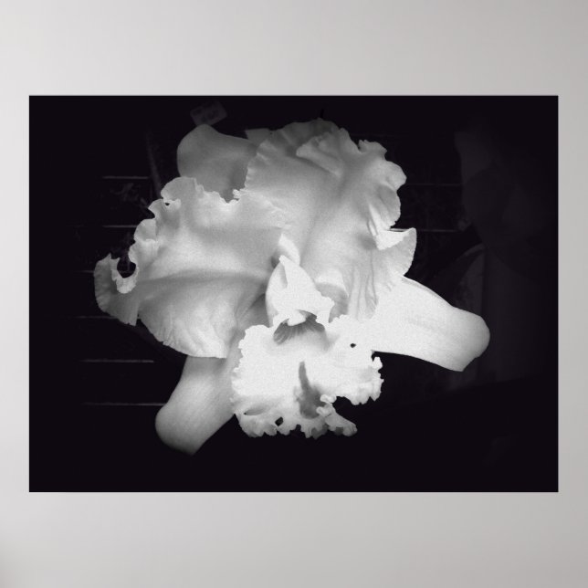 Orchid - Vivid Black and White Abstract Poster (Front)