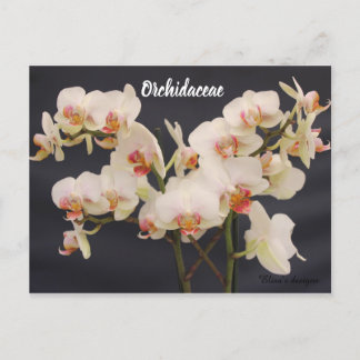 Orchidaceae, orquidea,  postcard