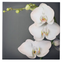Orchidaceae (white orchids