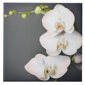 Orchidaceae (white orchids ceramic tile
