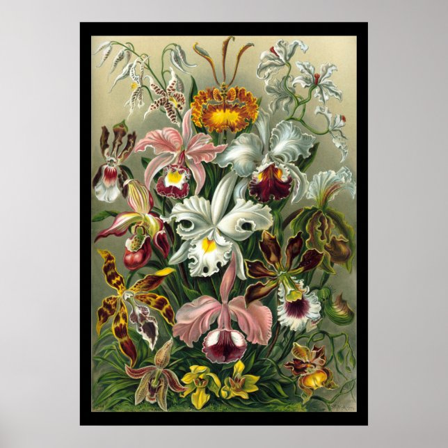 "Orchidae" by Ernst Haeckel Poster (Front)