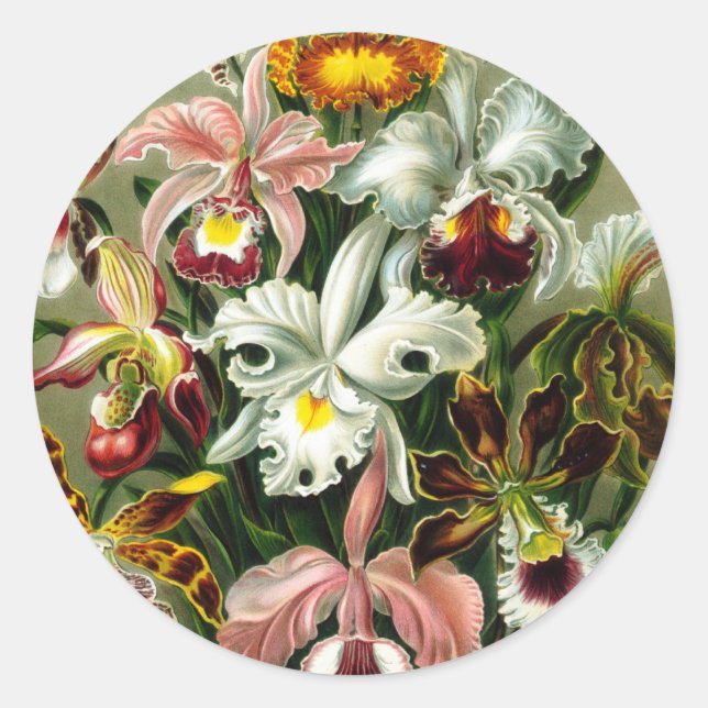 Orchidae Classic Round Sticker (Front)