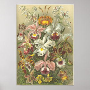 Orchidae Poster