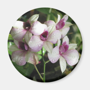 Orchideas magnet