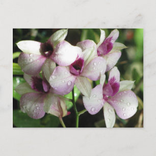 Orchideas postcard, customise postcard