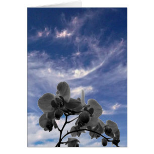 Orchidee
