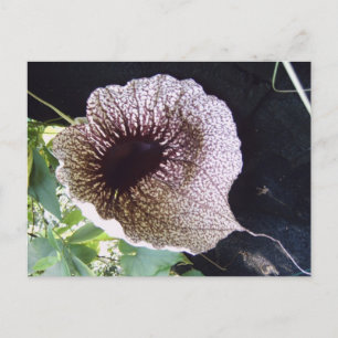 Orchidee Postcard