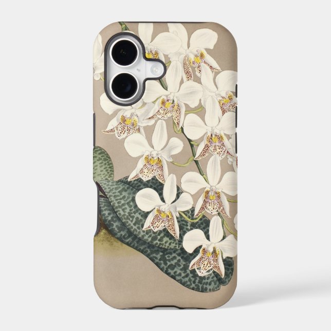 Orchids (Back)