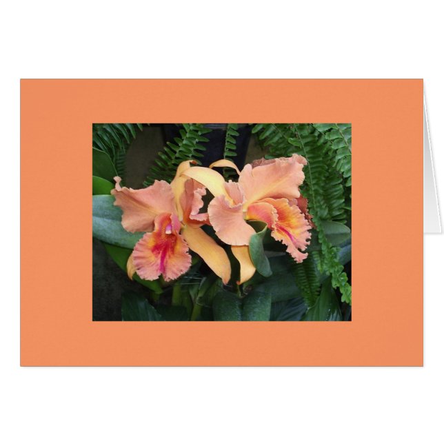 Orchids (Front Horizontal)