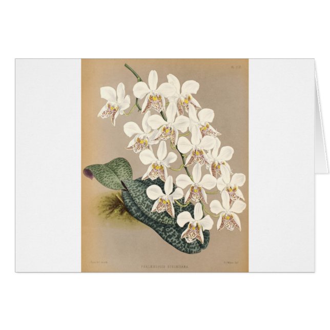 Orchids (Front Horizontal)