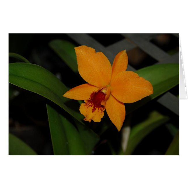 Orchids (Front Horizontal)