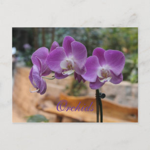 Orchids # 11 postcard