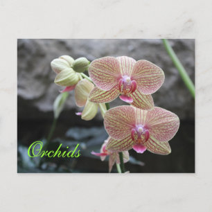 Orchids # 13 postcard