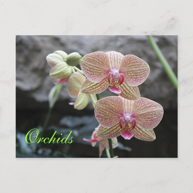 Orchids # 13 postcard (Front)