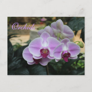 Orchids # 14 postcard