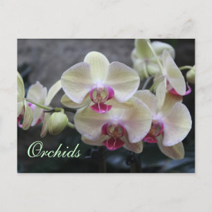 Orchids # 15 postcard