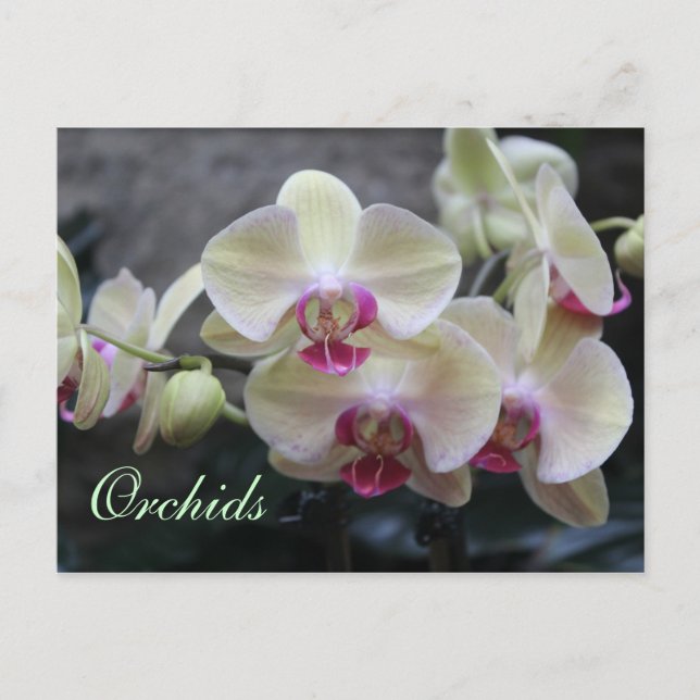 Orchids # 15 postcard (Front)