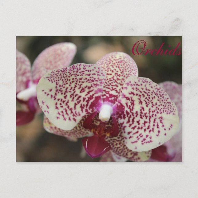 Orchids # 16 postcard (Front)