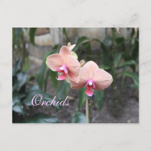 Orchids # 22 postcard