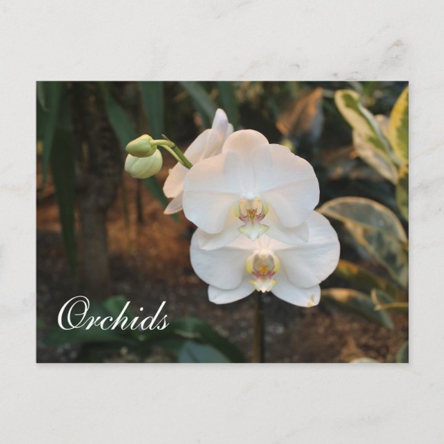 Orchids # 24 postcard (Front)