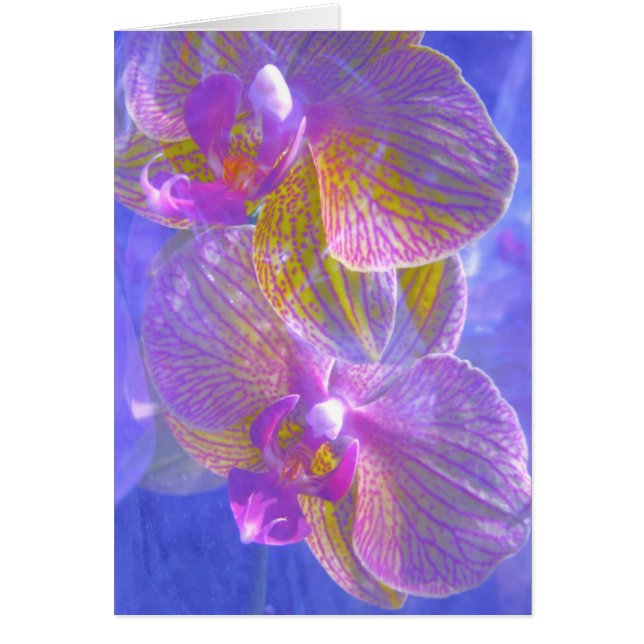 Orchids 2 Card (Front)