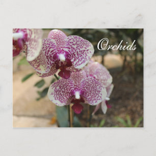 Orchids # 2 postcard