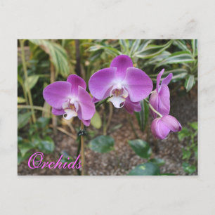 Orchids # 3 postcard