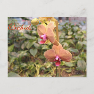 Orchids # 4 postcard