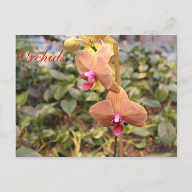 Orchids # 4 postcard (Front)