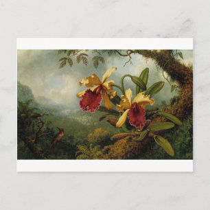 Orchids and Hummingbird by Martin Johnson Heade Postcard