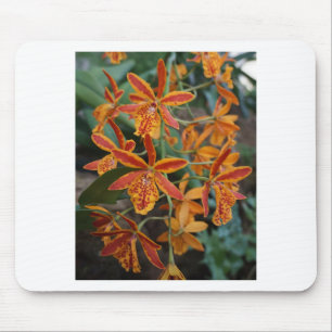 Orchids at the Botanical Gardens Mouse Pad