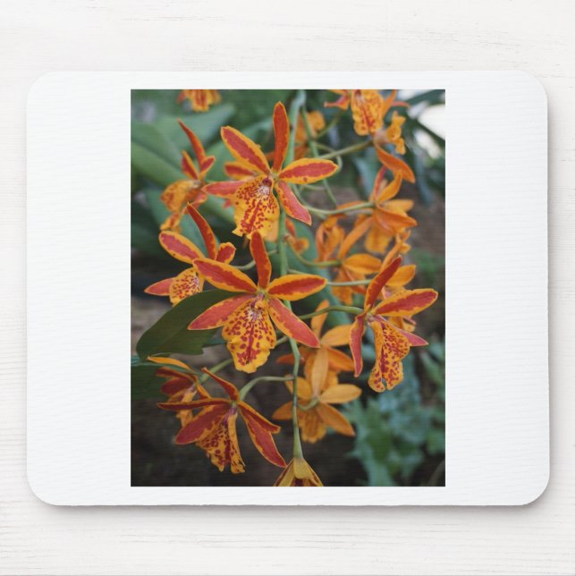 Orchids at the Botanical Gardens Mouse Pad (Front)