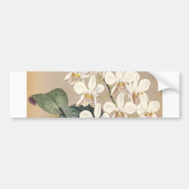 Orchids Bumper Sticker (Front)