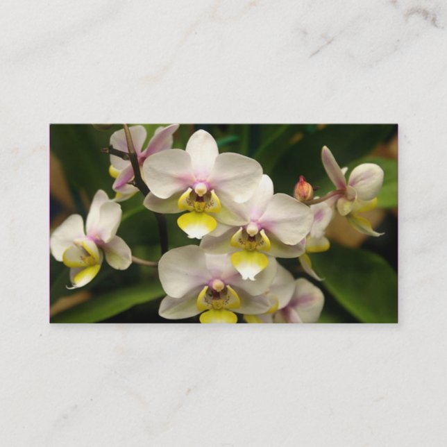 Orchids Business cards (Front)
