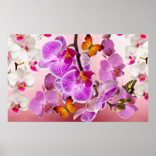 Orchids & Butterflies Poster