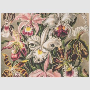 Orchids by Ernst Haeckel Tissue Paper