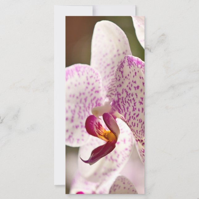 Orchids by Shirley Taylor (Front)