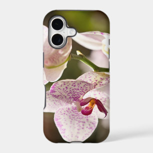 Orchids by Shirley Taylor