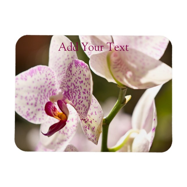 Orchids by Shirley Taylor Magnet (Horizontal)