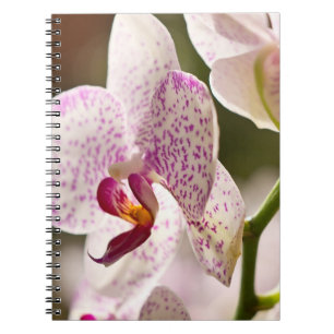 Orchids by Shirley Taylor Notebook